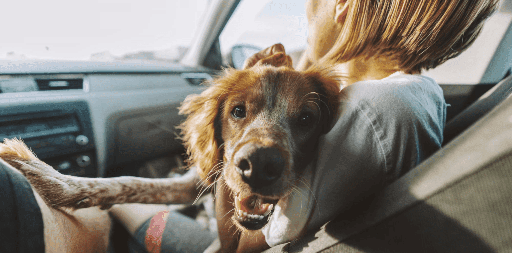 DON'T Leave Children or Pets in the Car
